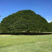 mqyo