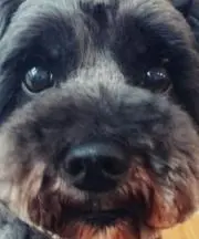 ◡̈*の画像