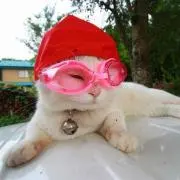 ピーコック☺︎プロフ見てください