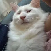 ねこねこ