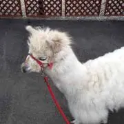 あさり君の画像