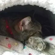 やち