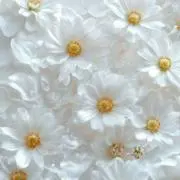 sachiの画像