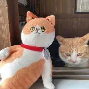 miwaの画像