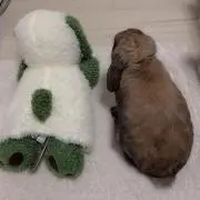 まーちゃんパパの画像
