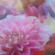 y.rhino10の画像
