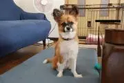 あまがみの画像