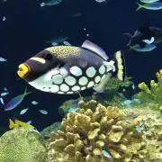 にゃにゃまるの画像