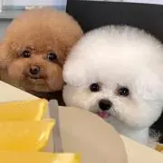 ネネちゃん