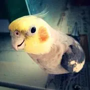 ぬまたこ