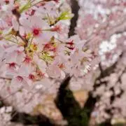 ひよこ