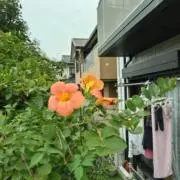 ミーの画像