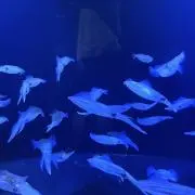 KSPの画像