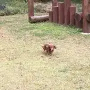 むぎむぎの画像