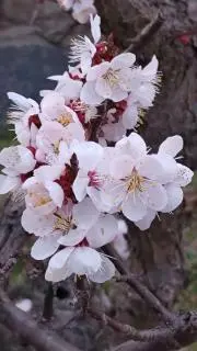estimaの画像
