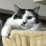 Macanの画像