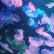 ポッコ