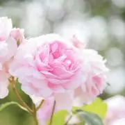 葉月