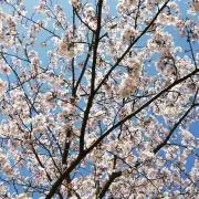 ひし☆彡の画像