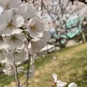 ナナの画像