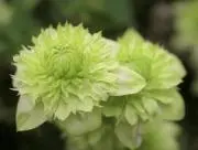 momonの画像