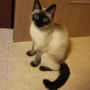 ピクシーの画像