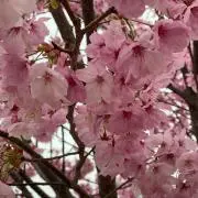 トミーの画像