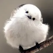 黒糖
