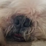 カイ