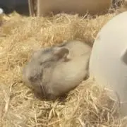 あじさいの画像