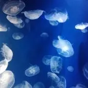 めぐぴーの画像