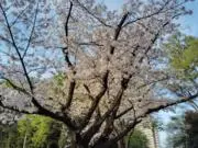 Sakuraの画像