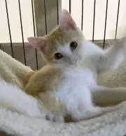 ふーの画像