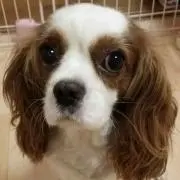 翔太の画像