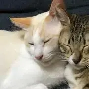 もいぴえん