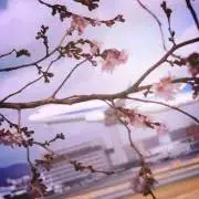 fu_poiの画像