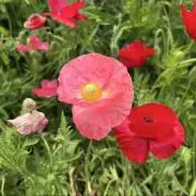 ゆーたんの画像