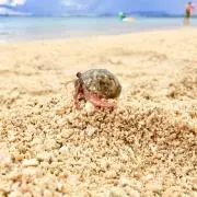あいらんの画像