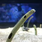 にこにこ⭐︎Aの画像