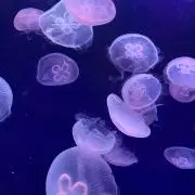 HKの画像