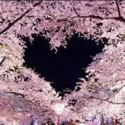 さくら
