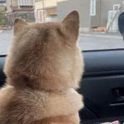 ロコの画像