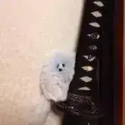 もふりぬす