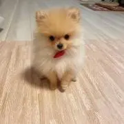 たぬたぬ