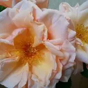 はるあっこ