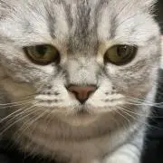 はくの画像
