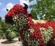 flowerの画像