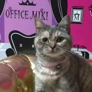 ゆいたん