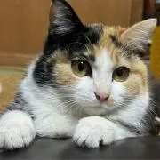 ジャッカ