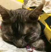 ままちゃん